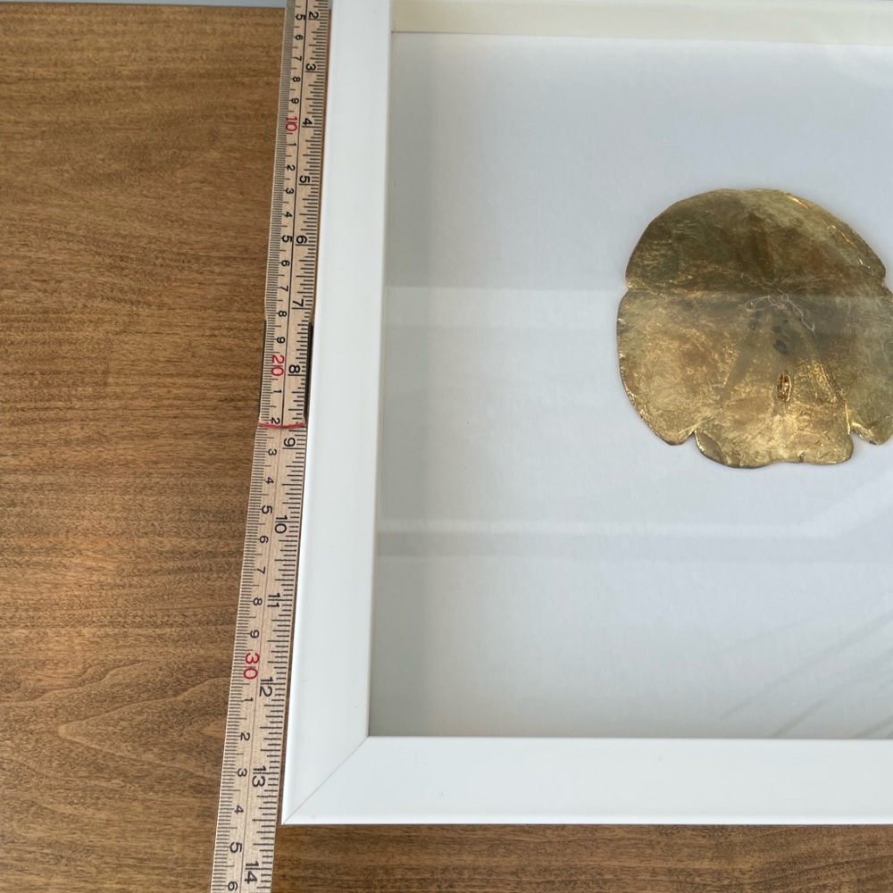 Shadow Boxed Gilt Sand Dollar White Wooden Frame EUC - Picture 5 of 6